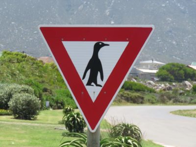 Bettys Bay Pinguine