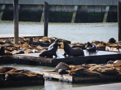 Pier 39 Seelöwen