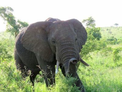 Elefant Krueger Nationalpark