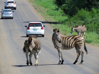 Zebras Krueger Nationalpark
