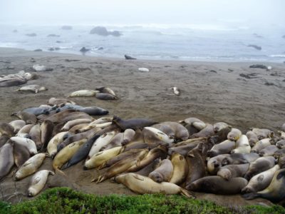 Seelöwen in San Simeon